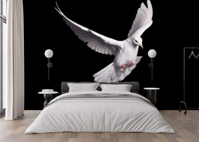 white dove flying on black background for freedom concept in clipping path,international day of peace 2017 Wall mural