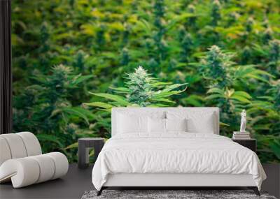 California Cannabis Gorilla Grow   Wall mural