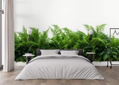 Tropical foliage plant bush nature frame layout of Fishtail fern or forked giant sword fern (Nephrolepis spp.) the shade garden landscaping shrub plant on white background with clipping, Generative AI Wall mural