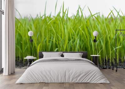 green grass on white background, paddy plants closeup isolated on white  Wall mural