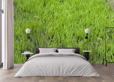 green grass texture background, paddy plantation  Wall mural