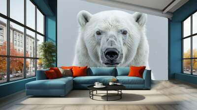 Large male polar bear looking at camera with snow falling Wall mural