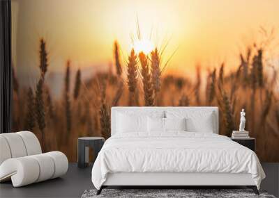 Sunset over the Wheat Field. Photograph was taken in a village Rodine, Slovenia. Macro of wheat and barley in early summer. Wall mural