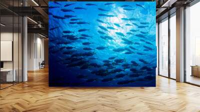 A shot of a school of fish swimming in the ocean. As the camera was angled upwards the image contains a background created by the sky. The photo was taken in the Caribbean sea from Grand Cayman Wall mural