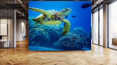 Turtles in Hawaii on the reef Wall mural