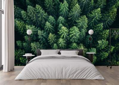 Pine forest. Aerial top view of green pine trees in summer. Wall mural