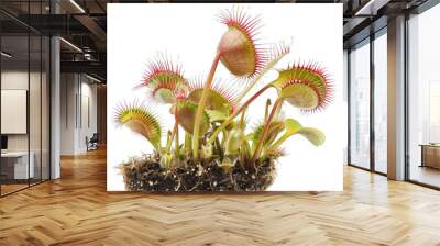 side view of venus flytrap transparent isolated on white png Wall mural