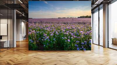 Field of Phacelia in Northumberland, a quick growing green manure crop which attracts insects and bees, seen here near the Northumberland coastline Wall mural