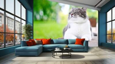 Cute cat enjoying himself outdoors. Wall mural