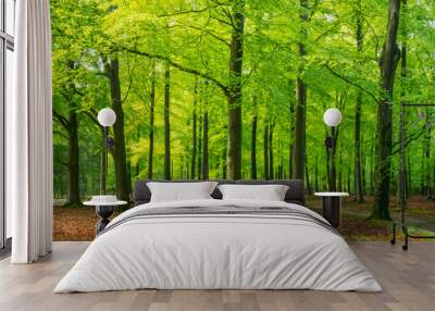 bright green springtime in a beech forest, Epe, Veluwe, Gelderland, The Netherlands Wall mural