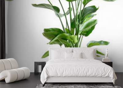 isolated tropical houseplant giant white bird of paradise, Strelizia Nicolai, in a large brown pot  Wall mural