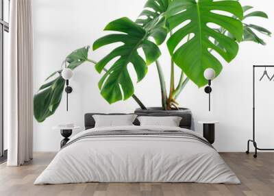 large leaf house plant Monstera deliciosa in a gray pot on a white background Wall mural