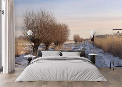 winter landscape with a path and pollard willows. winter light Wall mural