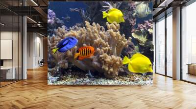 Undersea world. Diving. Aquarium, aquarium, fish, corals, sharks, aquarium fish, algae Wall mural