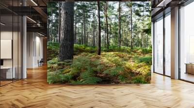 Woodland walk in the new forest in Hampshire England Wall mural