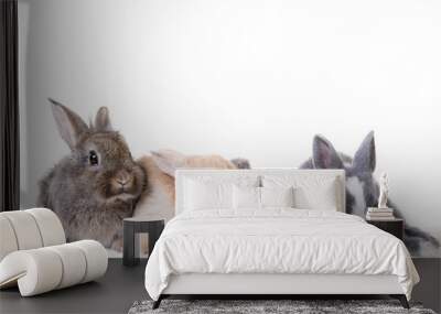 4 young, cute bunny children photographed in front of isolated studio background. Wall mural