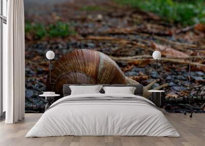 snail on the road Wall mural