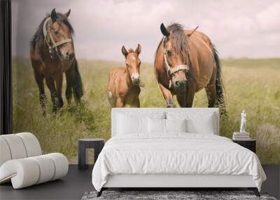 horses in the field Wall mural