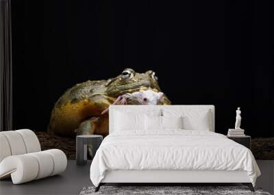 African bullfrog eating a mice  Wall mural