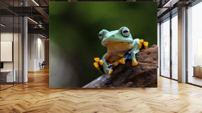 Black-webbed tree frog on a tree trunk Wall mural