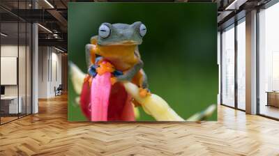 Green tree frog perched on a flower petals Wall mural