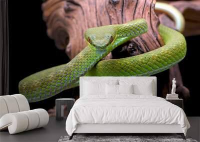 Lesser Sunda pit viper (Trimeresurus insularis) in black background Wall mural