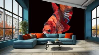 Siamese betta fish in movement Wall mural