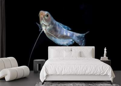 The three spot gourami (Trichopodus trichopterus), also known as the opaline gourami, Wall mural