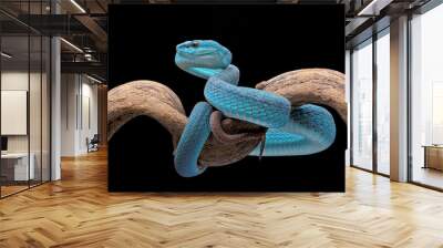 White-lipped pit viper (Trimeresurus insularis) in black background Wall mural