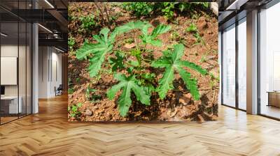 Okra plant with buds and okra Wall mural