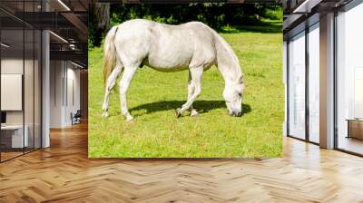 White horse grazing in a ranch with mountains in the background Wall mural