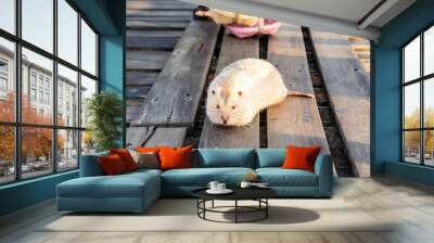 Bamboo rat is a rodent that lives underground or in tree holes. It has large front teeth. Wall mural