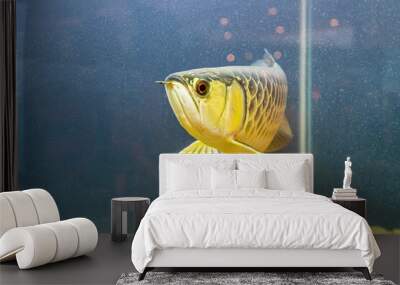 The arowana fish in the cabinet. It is a charming fish. Wall mural