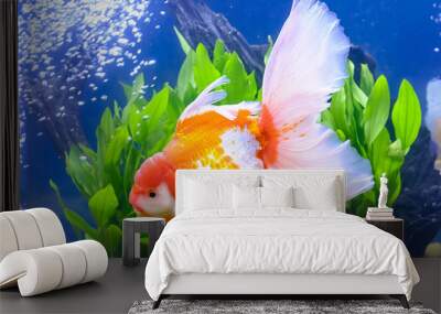 The goldfish isolated in water black background. Wall mural