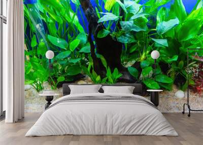 Underwater landscape nature forest style aquarium tank with a variety of aquatic plants, stones and herb decorations. Wall mural