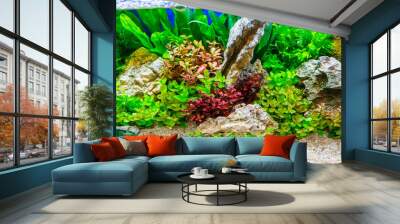 Underwater landscape nature forest style aquarium tank with a variety of aquatic plants, stones and herb decorations. Wall mural