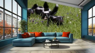 Skunk family Wall mural