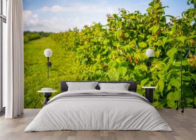 Branches of ripe red juicy raspberry in raspberry self-picking plantation in Czech republic Wall mural