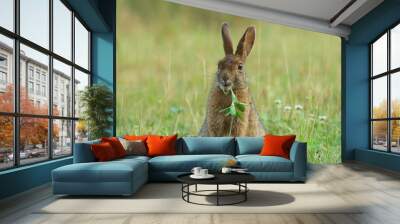 a snowshoe hare eating clover Wall mural