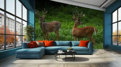 Two Bucks in a Meadow Wall mural