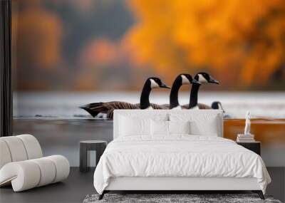 A serene autumn scene featuring three geese swimming together on a calm water surface, surrounded by vibrant fall foliage. Wall mural