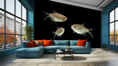  Red Eye Tetra fish isolated on black background Wall mural