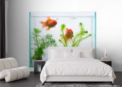 aquarium with fish and waterplants isolated on a white background Wall mural