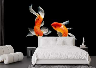 beauty koi fish swimming on black background Wall mural