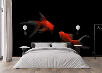 Butterfly koi fish Long Tail isolated on black . Wall mural