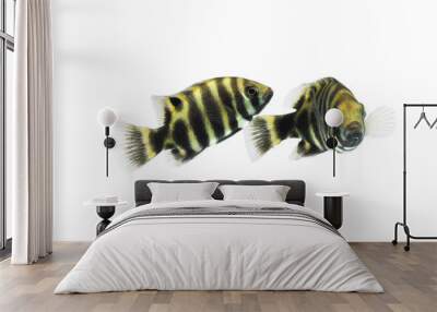 Convict cichlid (Zebra cichlid) isolated on white  Wall mural