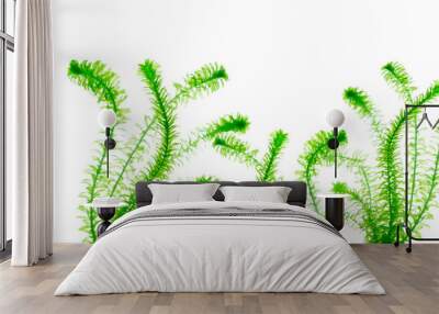 Egeria Densa water plants on white background  Wall mural