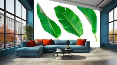 Fresh whole banana leaf isolated on white background Wall mural