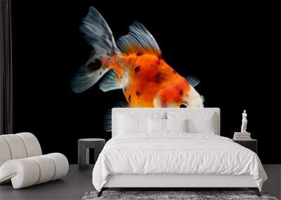 Goldfish swimming isolated on black background Wall mural