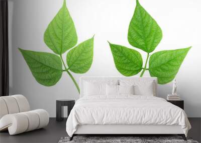 Green bean leave and pods of the beans on isolated white background Wall mural